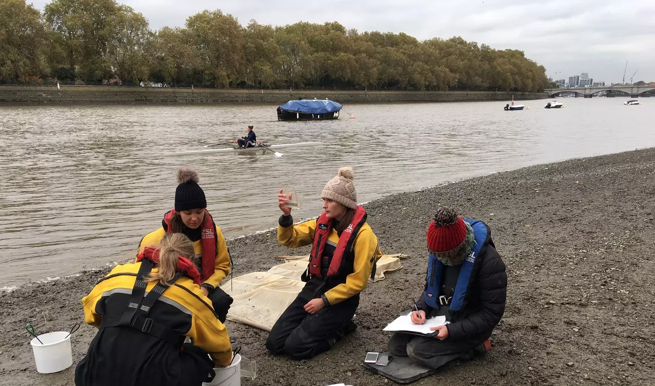 Four ZSL conservationists study fish and record results on the Putney foreshore