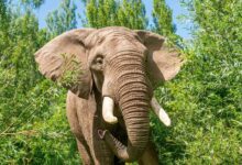 Elephant at Noah's Ark Zoo Farm