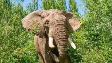 Elephant at Noah's Ark Zoo Farm
