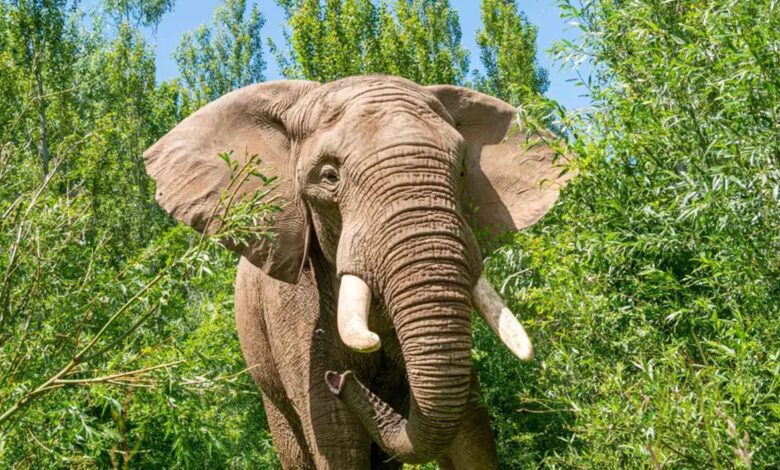 Elephant at Noah's Ark Zoo Farm