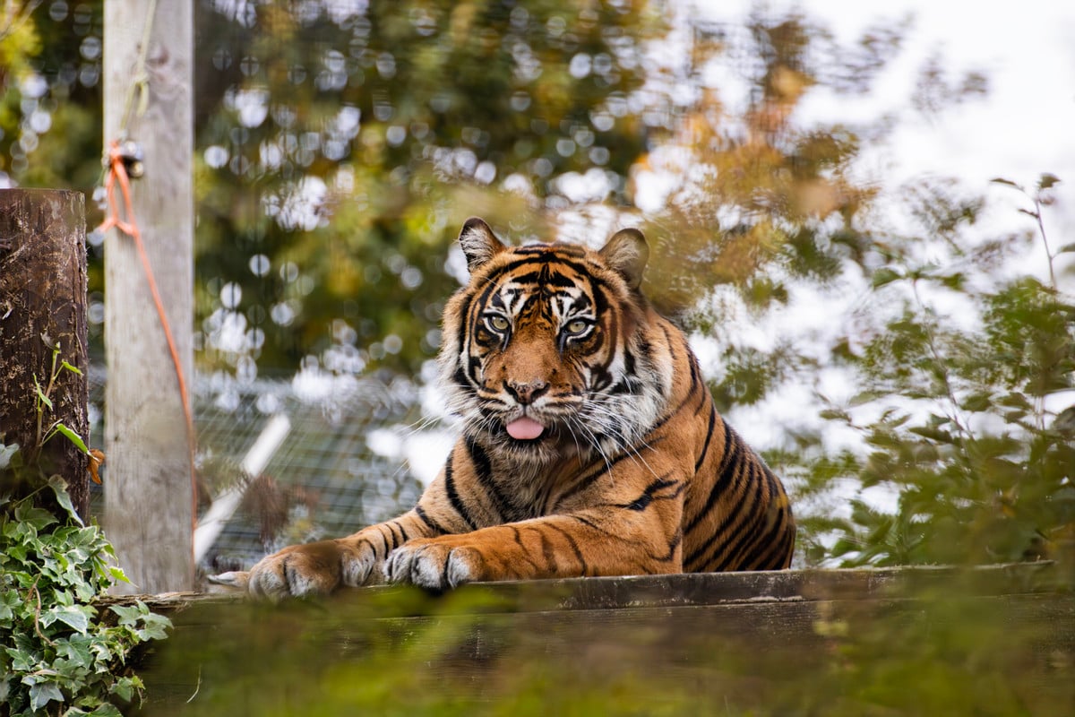 Sumatran tiger at Shepreth Wildlife Park