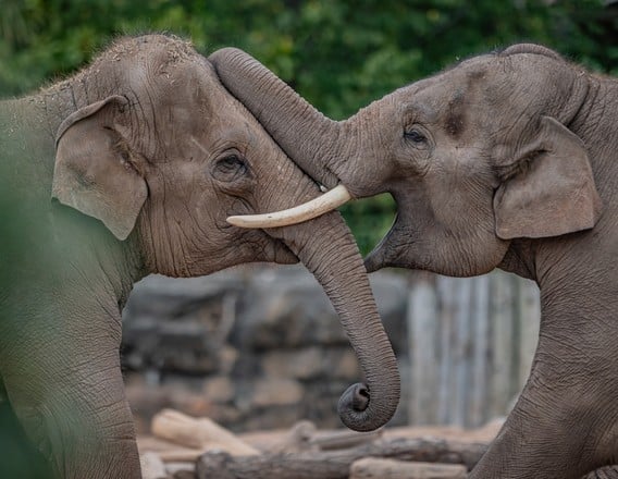 Elephants at Chester Zoo