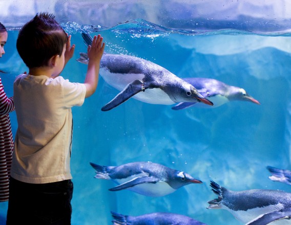 Penguins at SEA LIFE London Aquarium