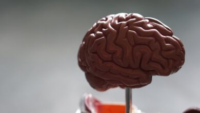 Close-up model of a human brain used in a health education setting