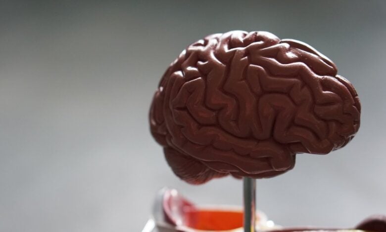 Close-up model of a human brain used in a health education setting