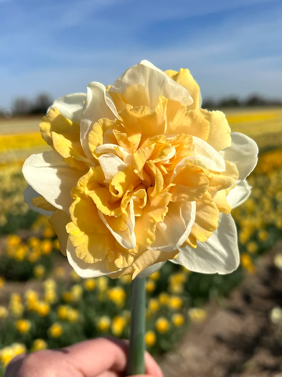 Cream and peach double flowers of Daffodil Peach Prince