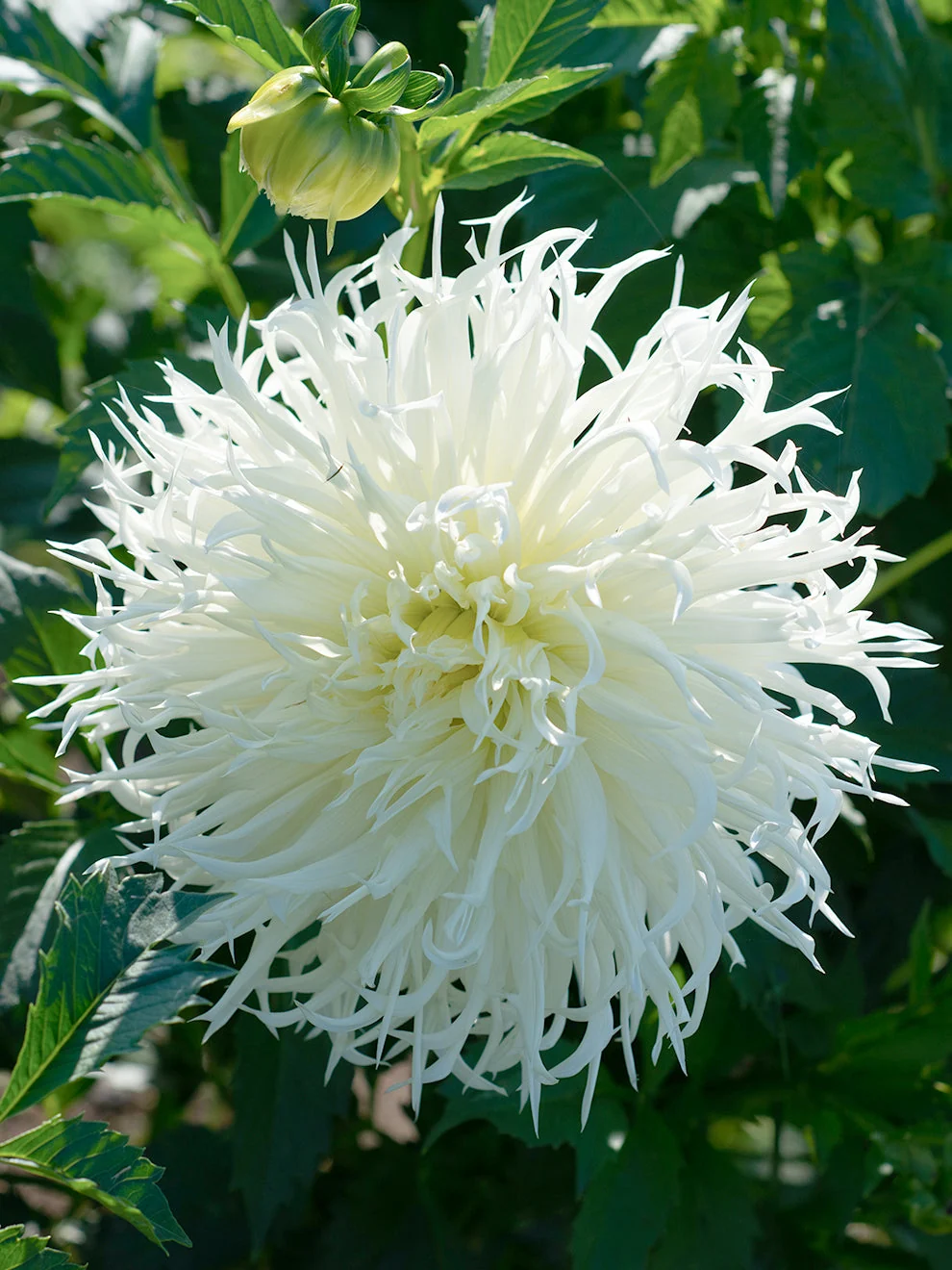 Dahlia Tsuki-Yori-No-Shisha with long slender white petals