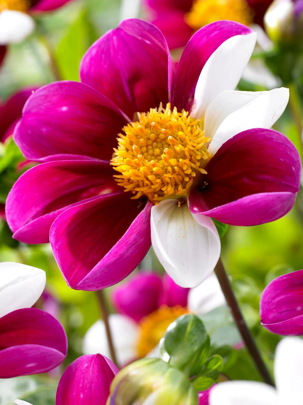 Dahlia Twyning’s Smartie with variable pink and white petals