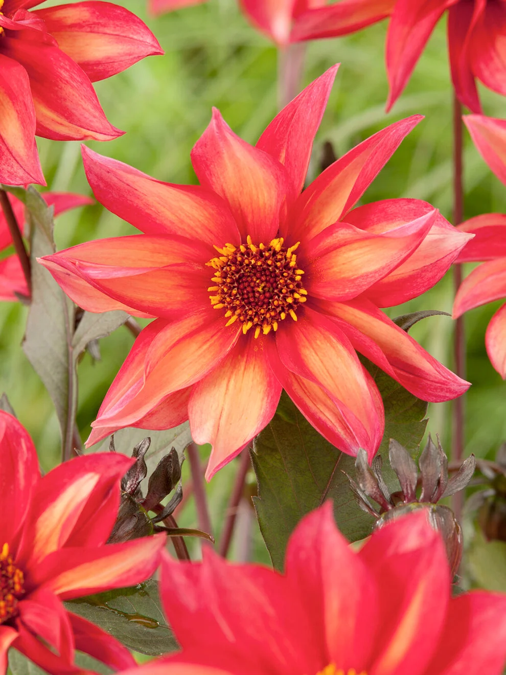 Dahlia Waltzing Mathilda flower with warm sunset-toned petals