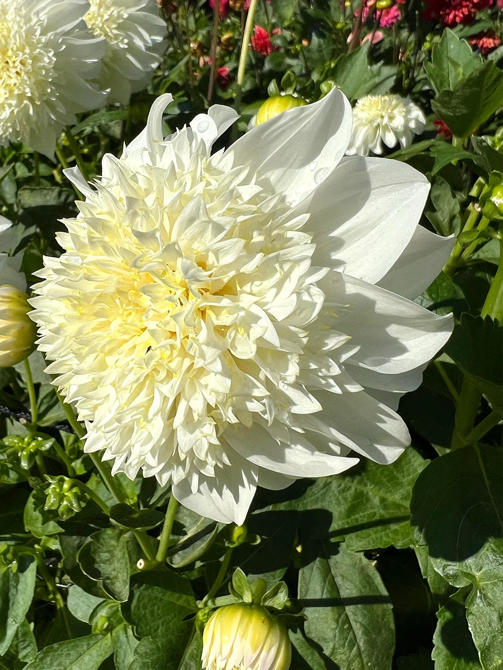 Dahlia Zahra with ivory petals and a cream-yellow centre