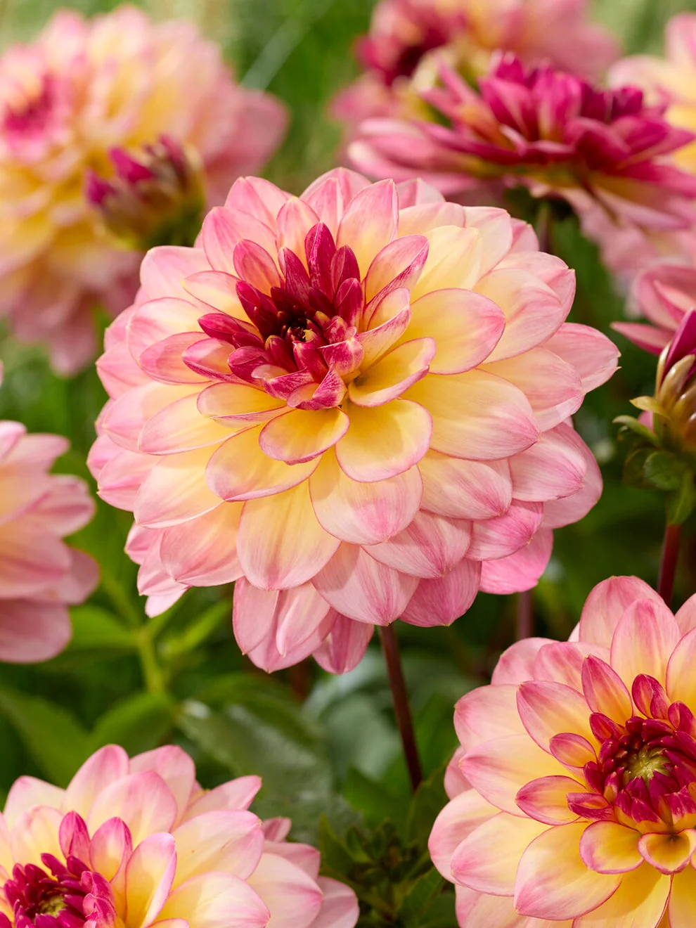 Dahlia Zingaro flowers showing pale yellow petals edged in lilac pink
