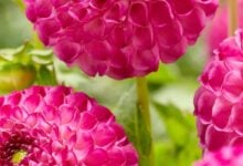 Dahlia Zippity Do Da flower in bloom