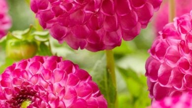 Dahlia Zippity Do Da flower in bloom