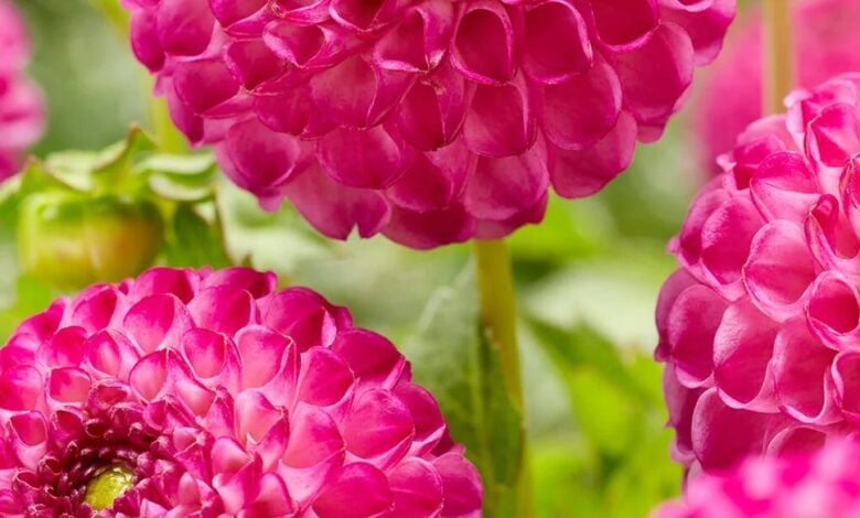 Dahlia Zippity Do Da flower in bloom