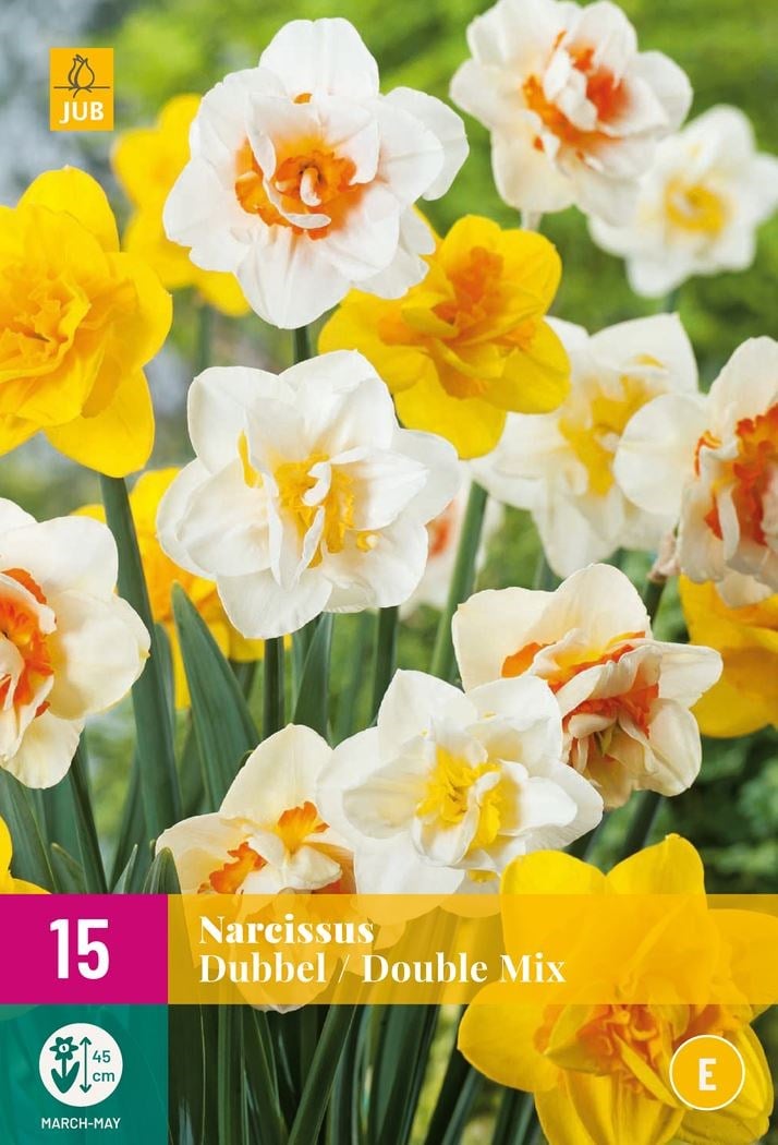 Double daffodil blooms with layered yellow and white petals