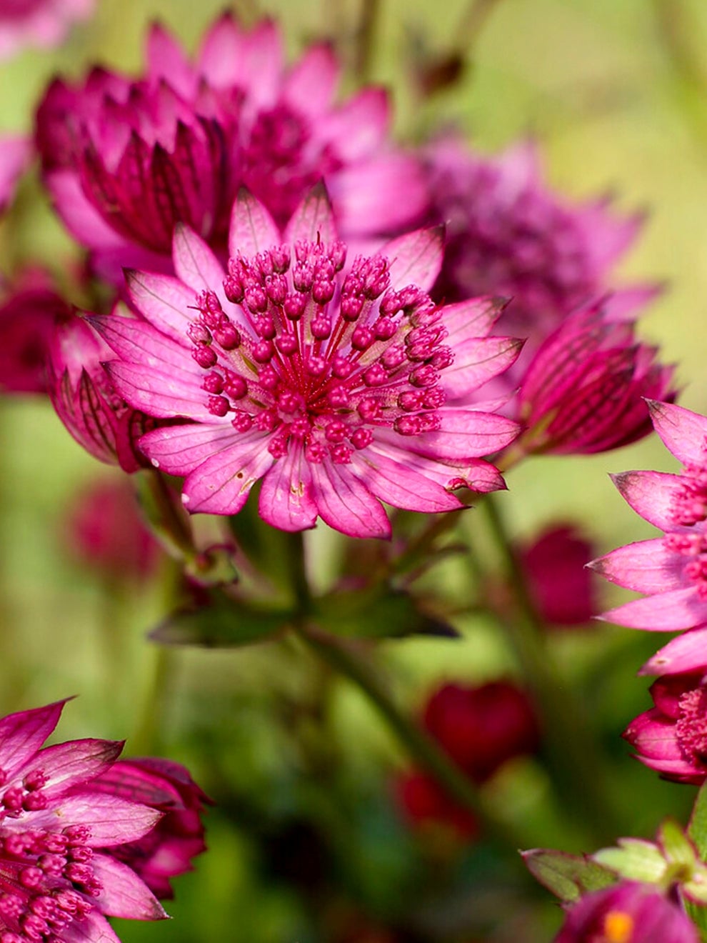 Cerise flowers of Astrantia Cerise Button