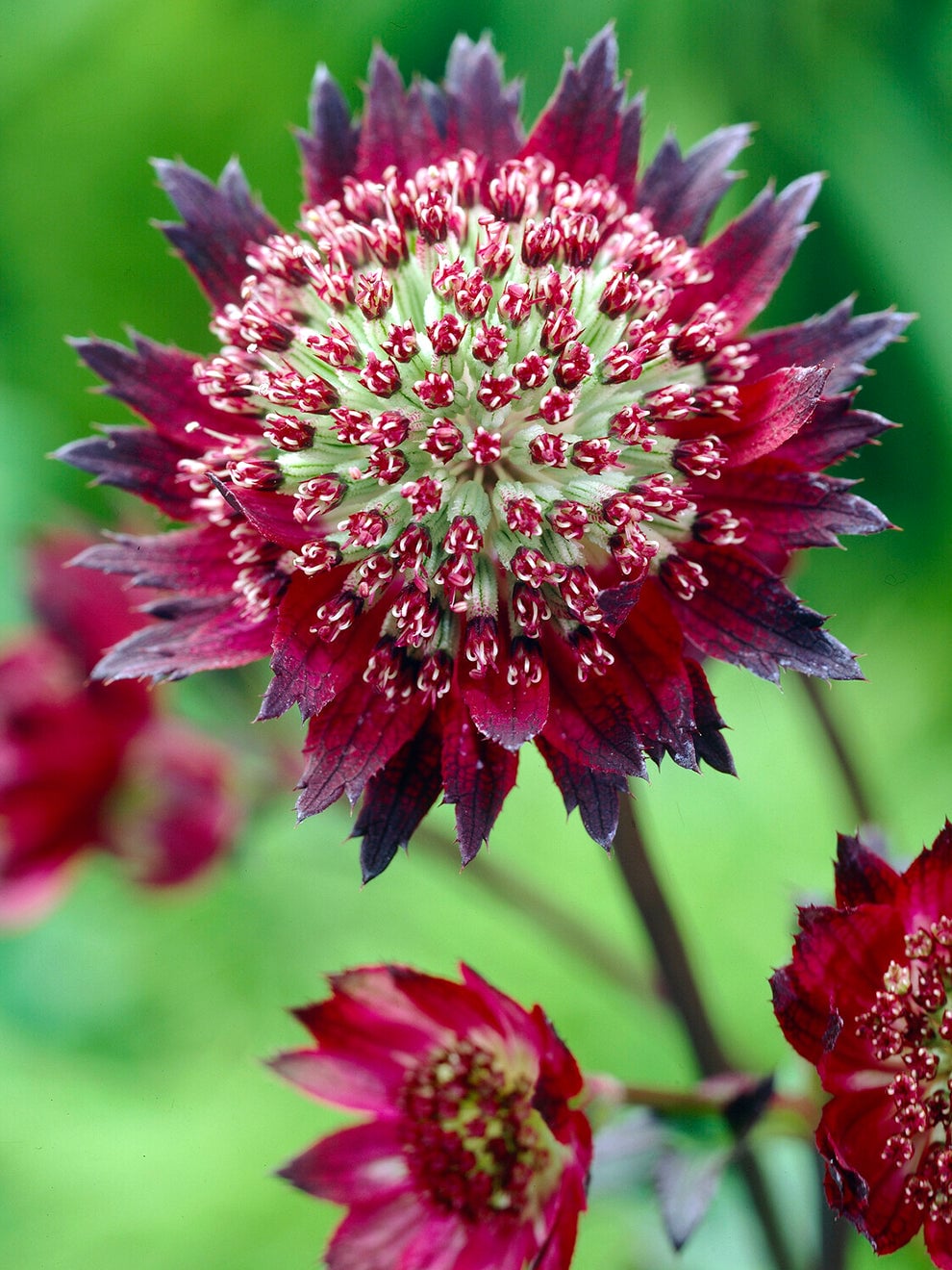 Deep crimson flowers of Astrantia Moulin Rouge
