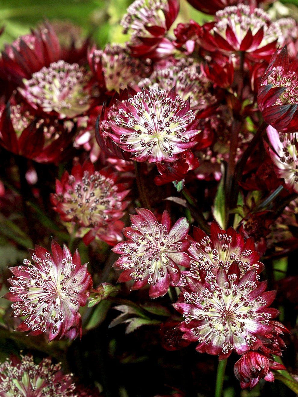 Red flowers of Astrantia Red Button