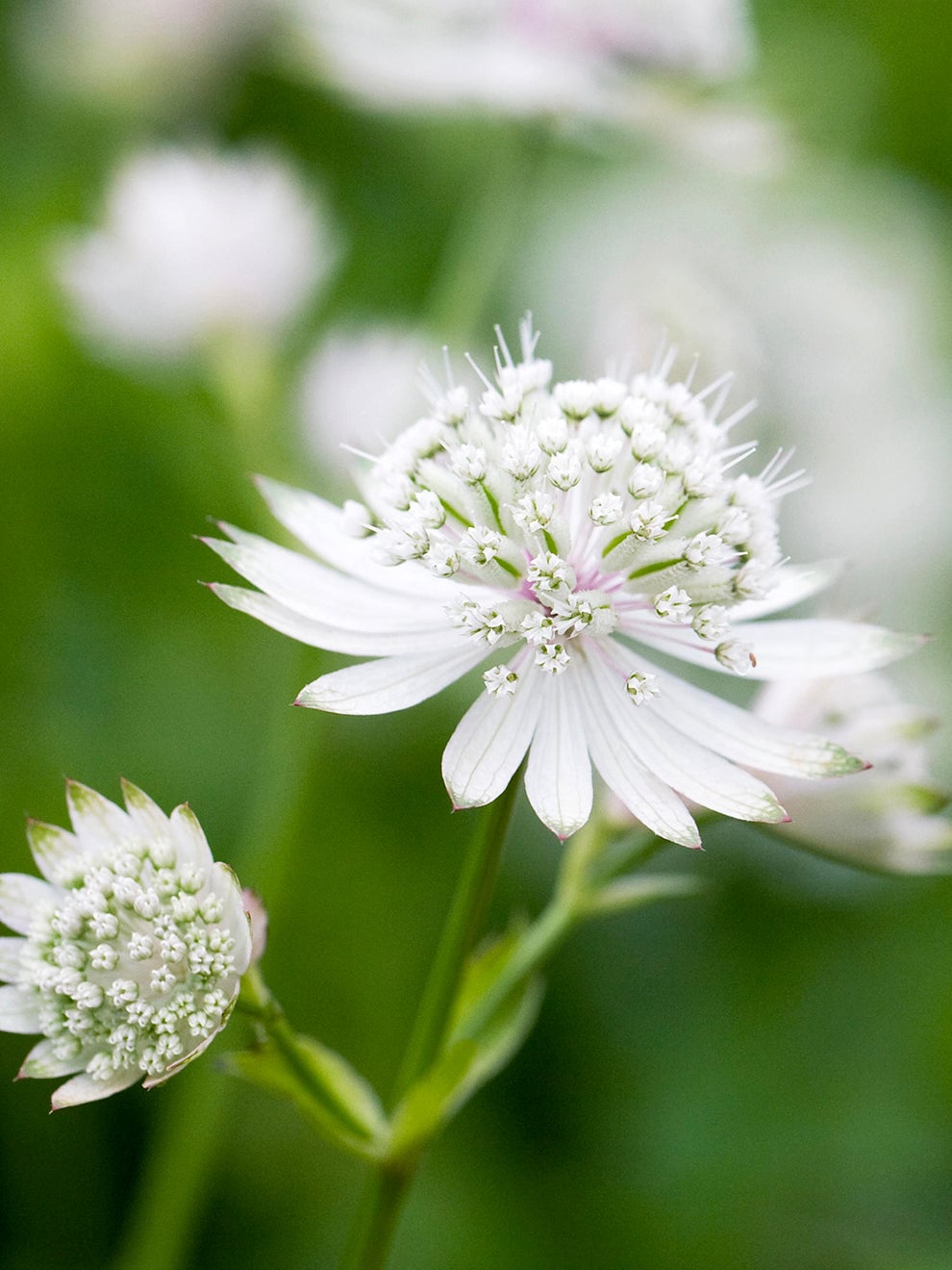 White flowers of Astrantia White Button