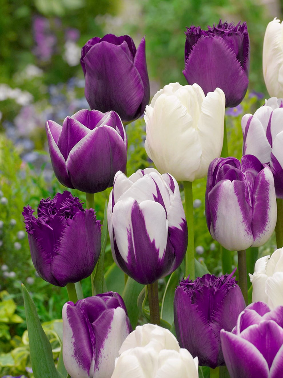 Purple, white and lilac tulips from the Blueberry Snow collection