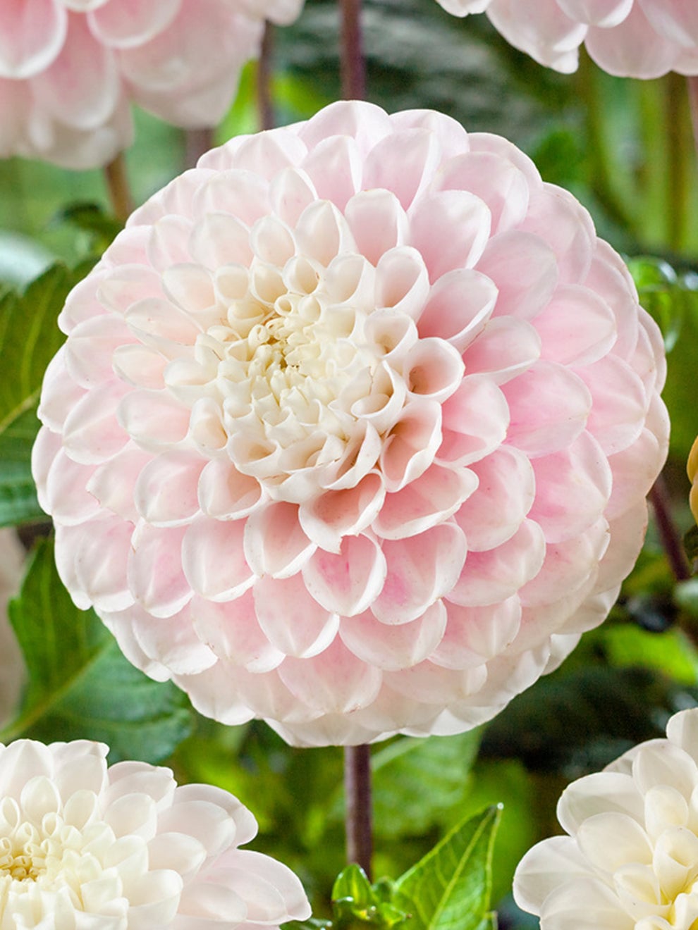 Soft pink Dahlia Wizard of Lightning bloom