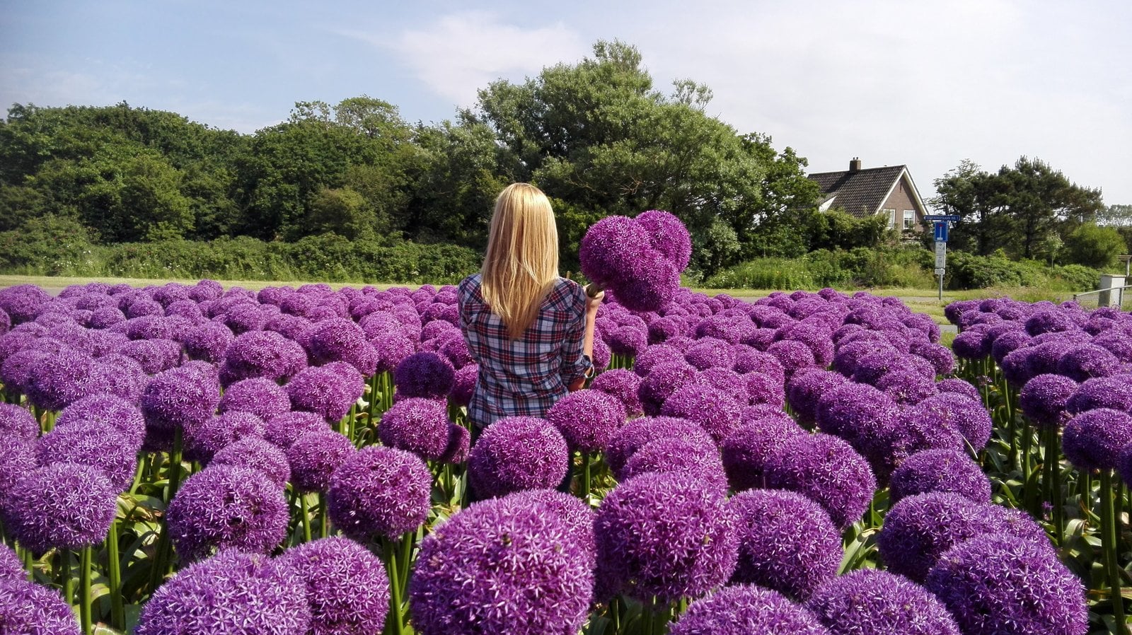Purple Globemaster allium blooms on tall stems