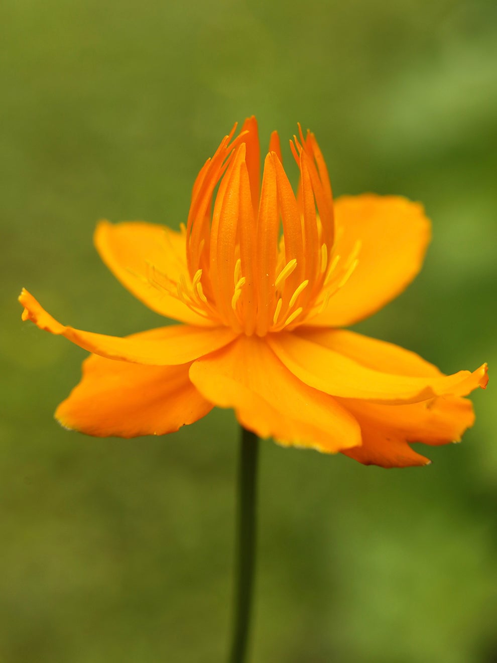 Golden Queen globeflower in bloom