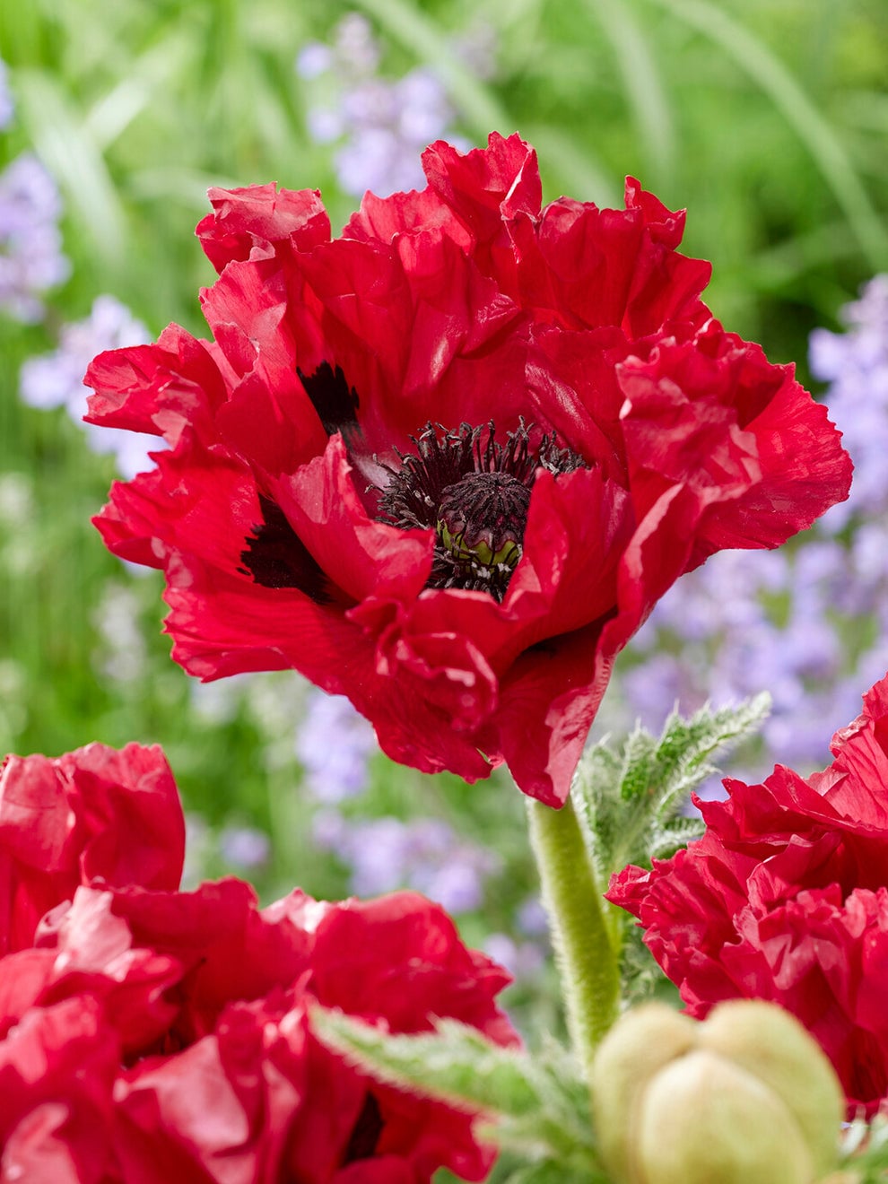 Large red blooms of Papaver Red Rumble