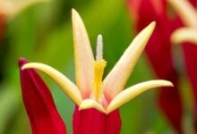 Red Indian pink flowers of Spigelia Little Redhead