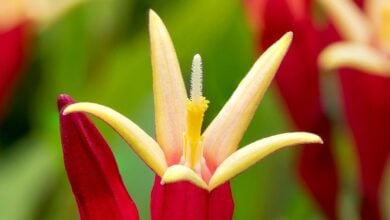 Red Indian pink flowers of Spigelia Little Redhead