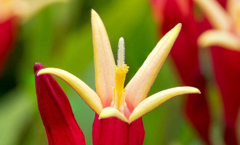 Red Indian pink flowers of Spigelia Little Redhead