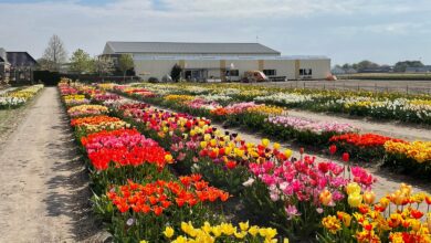 Rows of tulips in DutchGrown show garden beside a pale farm building