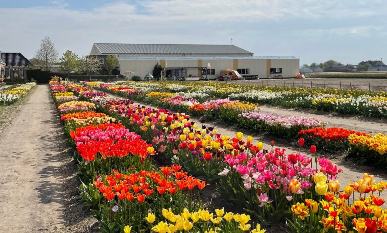 Rows of tulips in DutchGrown show garden beside a pale farm building