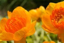 Yellow-orange Trollius Orange Crest flowers