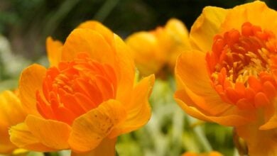 Yellow-orange Trollius Orange Crest flowers