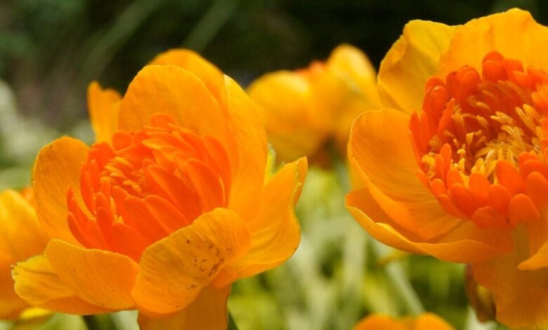 Yellow-orange Trollius Orange Crest flowers
