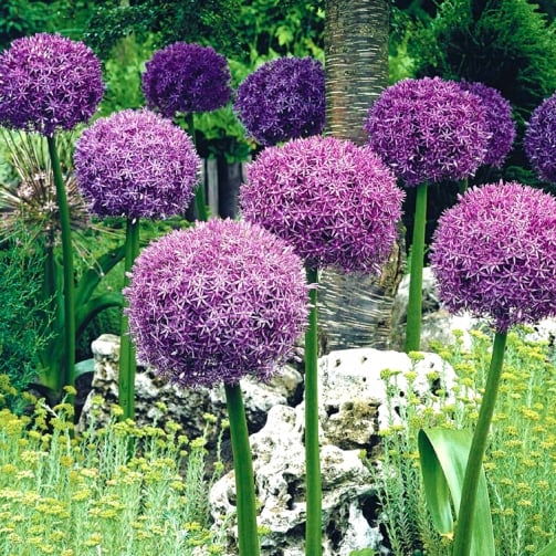 Purple Globemaster alliums rising above foliage in a mixed garden border