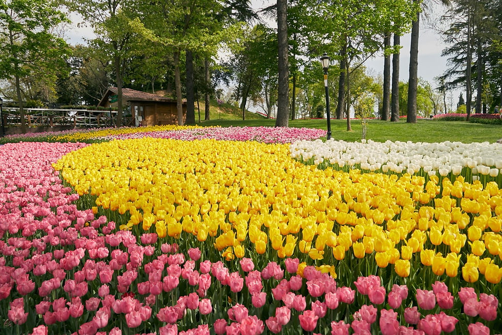 Pink, yellow and white tulips arranged in garden beds under mature trees