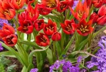 Compact red-orange Tulip Mara blooms in a garden border