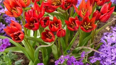 Compact red-orange Tulip Mara blooms in a garden border