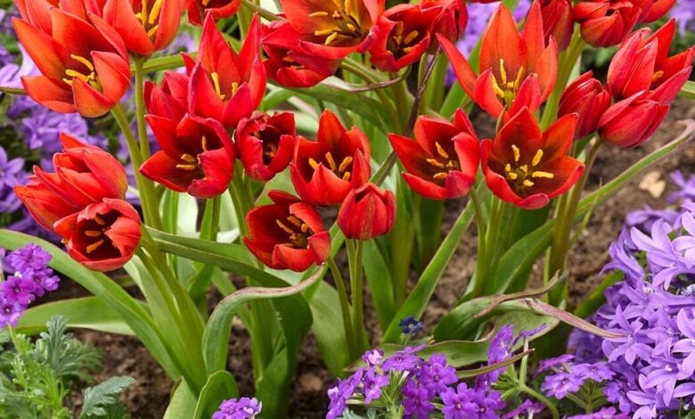 Compact red-orange Tulip Mara blooms in a garden border