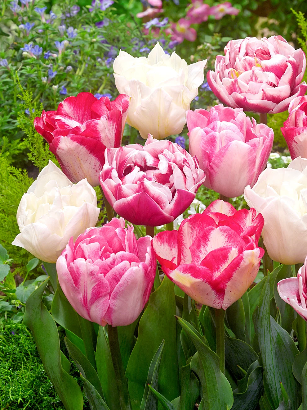 Pink and white double tulips in the Tulip Marshmallow Collection