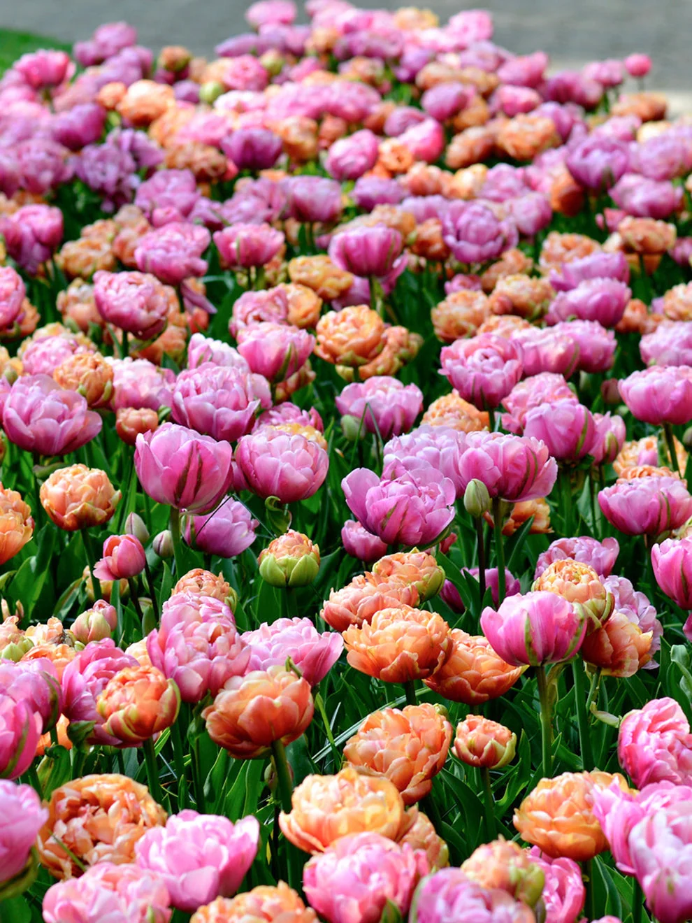 Layered peony-shaped tulips in the Tulip Peony Party Collection