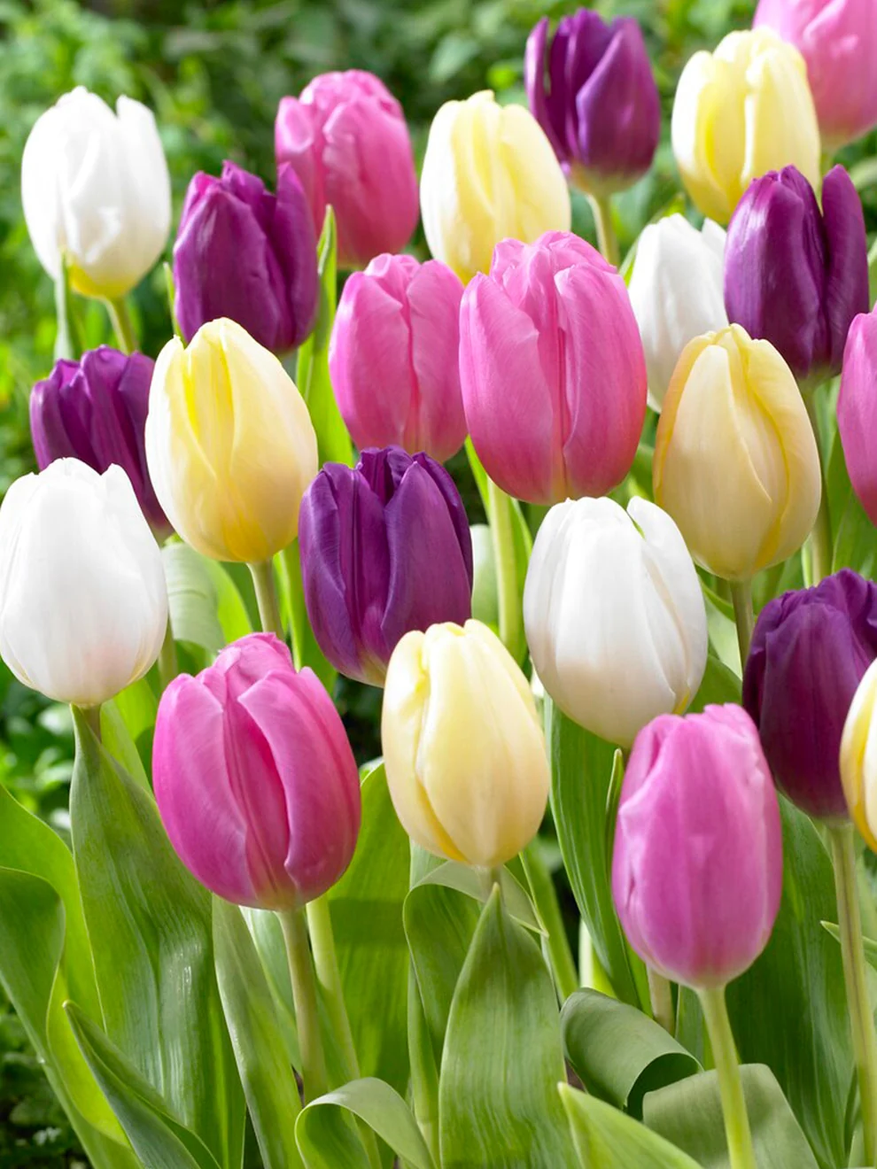 Pastel flowers in the Tulip Philly Pastel Mix