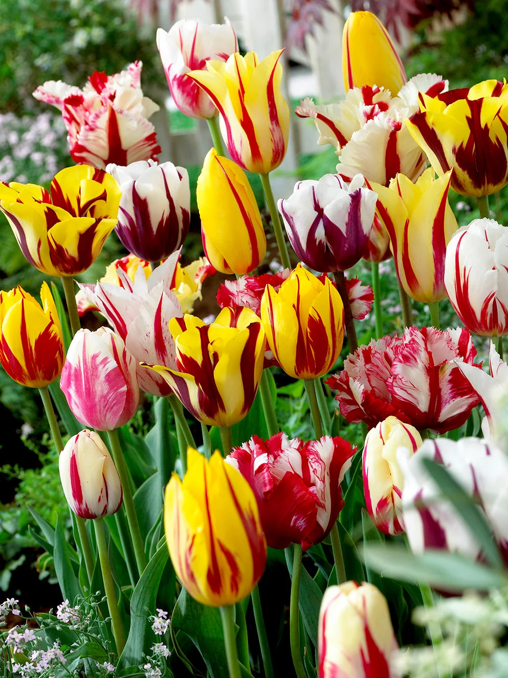 Mixed colour tulips in the Tulip Rembrandt Mix